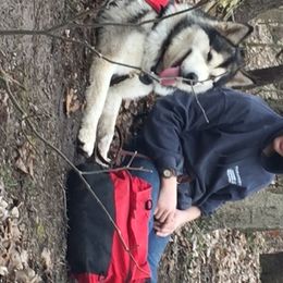 Alaskan Malamute All Grown Up from Tarnish Malamutes