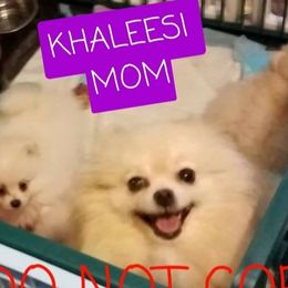 Khaleesi - Pomeranian