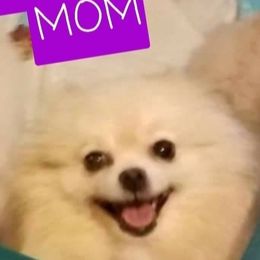 Khaleesi - Pomeranian