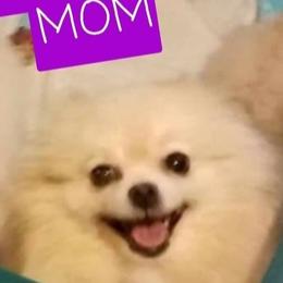 Khaleesi - Pomeranian