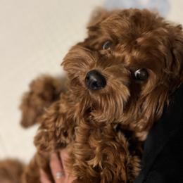 Maltipoo All Grown Up from Minipaws kennel