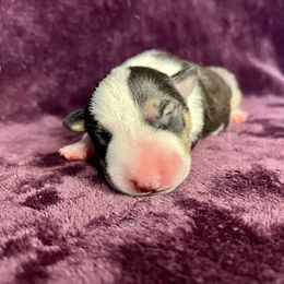 Nehi - Black tan and white male Bull Terrier puppy in Sprauge, Washington from Mark My Words Bull Terriers
