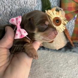 Clarice - Chocolate and cream female Dachshund puppy in Washington from Beautiful Doxies