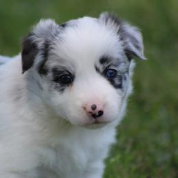 Merle female - Blue merle female Border Collie puppy in Tylertown, Mississippi from Cool Meadow Farms