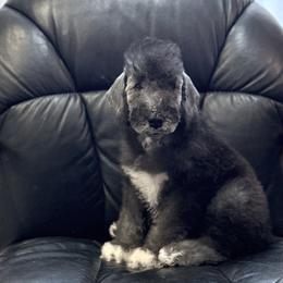 Bedlington Terrier puppies from Anolani