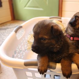 German Shepherd Puppies from Thornock Shepherds