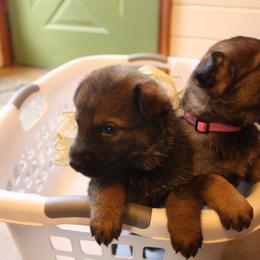 German Shepherd Puppies from Thornock Shepherds