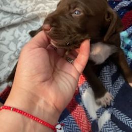 German Shorthaired Pointer Puppies from Mercedes Belli's German Shorthaired Pointers