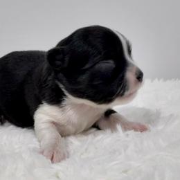Hei Hei - Black and white male Chihuahua puppy in Molino, Florida from Pensacola Chi Garden