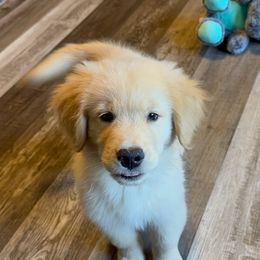 Maple - Dark golden female Golden Retriever puppy in Disputanta, Virginia from Silver Myst Acres