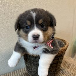 LUCAS - Blue male Pembroke Welsh Corgi puppy in Hinton, Oklahoma from Green Cloud Ranch