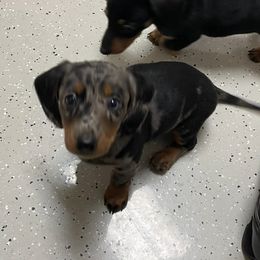 Dachshunds, Pomeranians, and Pomskies from Brandie Kelley