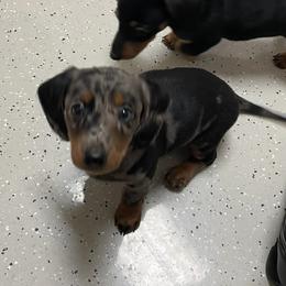 Dachshunds, Pomeranians, and Pomskies from Brandie Kelley