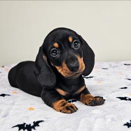Black and tan male - Black and tan male Dachshund puppy in Belle Rive, Illinois from Akin's Miniature Dachshunds, LLC