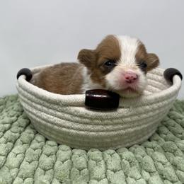 Fiona (sable bluie fluffy) - Sable female Pembroke Welsh Corgi puppy in Waco, Texas from The Comma Corgis