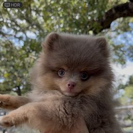 Jasmine - Blue and tan female Pomeranian puppy in Gainesville, Texas from Pomtastic Pomeranians