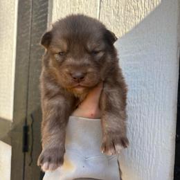 Orange - Red and white male Siberian Husky puppy in Jonesborough, Tennessee from Dry Creek Siberians