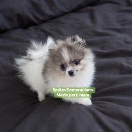 Blue merle parti - Blue merle male Pomeranian puppy in Kentucky from Em&M Pomeranians