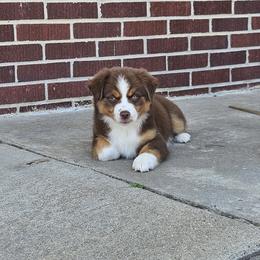 Australian Shepherd and Miniature Australian Shepherd Puppies from Mountain Movers Ranch
