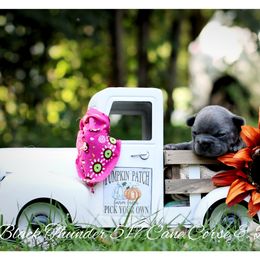 Dachshund and French Bulldog Puppies from Black Thunder 517 Cane Corso and Dachshunds