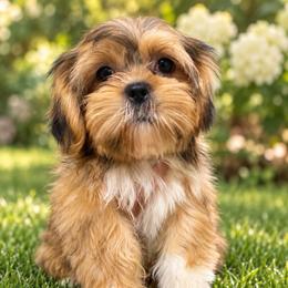 Zeus - Chocolate and tan male Shih Tzu puppy in Chattanooga, Tennessee from Joyfull Pals