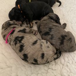 Aussiedoodle and Cockapoo Puppies from Dare to Doodle