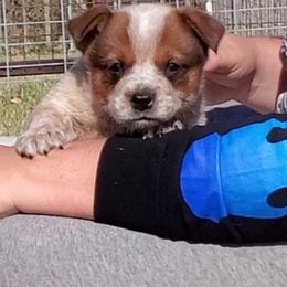 Australian Cattle Dog and Australian Kelpie Puppies from Carben Copy