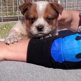 Australian Cattle Dog and Australian Kelpie Puppies from Carben Copy