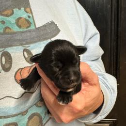 Red Boy - Black and silver male Miniature Schnauzer puppy in Oneonta, Alabama from Murphree Valley Kennels