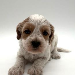Jack - Apricot male Australian Labradoodle puppy in Denton, Texas from Dignity Labradoodles