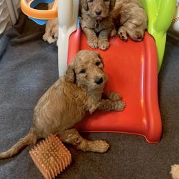 Goldendoodle Puppies from Lundee Doodles