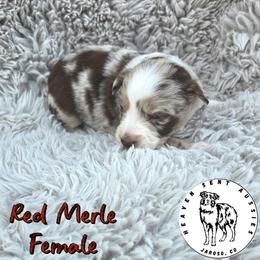 Thelma - Red merle female Toy Australian Shepherd puppy in Jaroso, Colorado from Heaven Sent Aussies