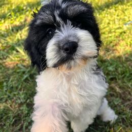Brooks - with training - Black white and tan male Cockapoo puppy in Boonville, North Carolina from Doods & Dolls