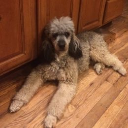 Tuffy - Poodle