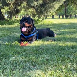 Arktouse 💙 - Rottweiler
