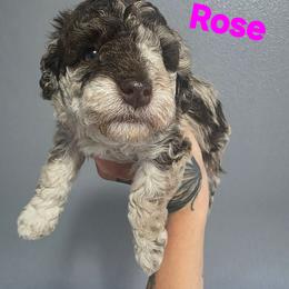 Rose - Red merle female Aussiedoodle puppy in Loveland, Colorado from A&L Ranch Aussiedoodles