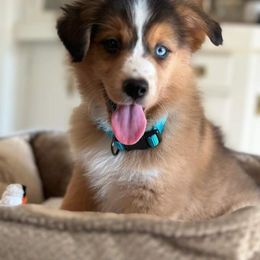 Australian Shepherd Puppies from Aus Cal (Aussies of SoCal)