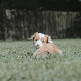 American Corgi and Pembroke Welsh Corgi Puppies from Witch Creek Corgis