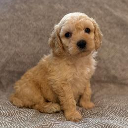 Leo - Cream male Goldendoodle puppy in Fayetteville, Arkansas from Mountain Grove Doodles
