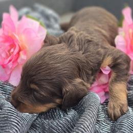 Nutella - Chocolate female Cavapoo puppy in Decatur, Illinois from Petite Pups