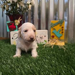 Clementine - Piebald male Dachshund puppy in Fallon, Nevada from TS Dachshunds and Corgis