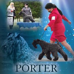 Kerry Blue Terrier All Grown Up from BlueAire
