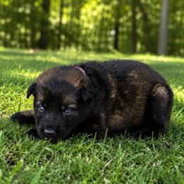 Purple Collar - Sable female German Shepherd puppy in Casscoe, Arkansas from Crown H Shepherds