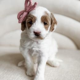 Stella - Parti female Goldendoodle puppy in Apopka, Florida from The Classic Doodle