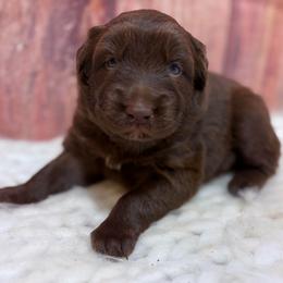 Promise - Yellow Collar - Red tri-color female Australian Shepherd puppy in San Marcos, California from Faith Family Freedom Farm