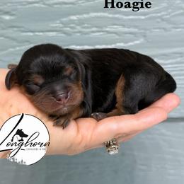 Hoagie - Black and tan male Cavalier King Charles Spaniel puppy in El Campo, Texas from Longhorn Cavaliers