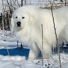 Atticus - Great Pyrenees