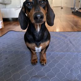 Charlie - Dachshund