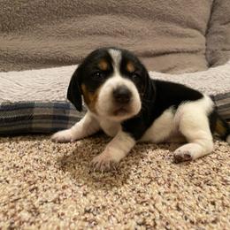 Girl 1 Pink - Black and white female Beagle puppy in Crestview, Florida from Alicia's Beagles