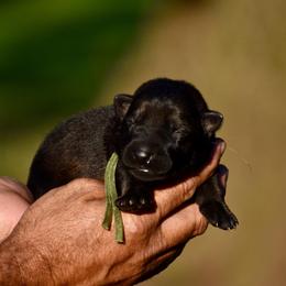 Green - Sable male German Shepherd puppy in Cherryville, North Carolina from Masky Kennel